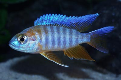 Pseudotropheus lombardoi