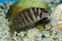 Altolamprologus calvus