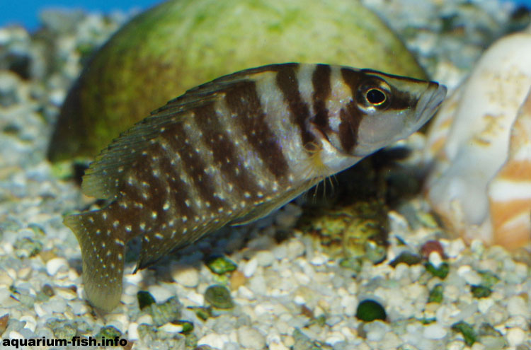 There are several colour variants of <I>Altolamprologus calvus</I>, ranging from almost white to almost black. All live amongst the rocks in the shoreline of Lake Tanganyika 