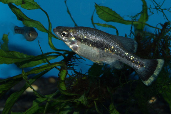 Also known as the butterfly splitfin. The female (background) has a simple spotted pattern, unlike the colourful male