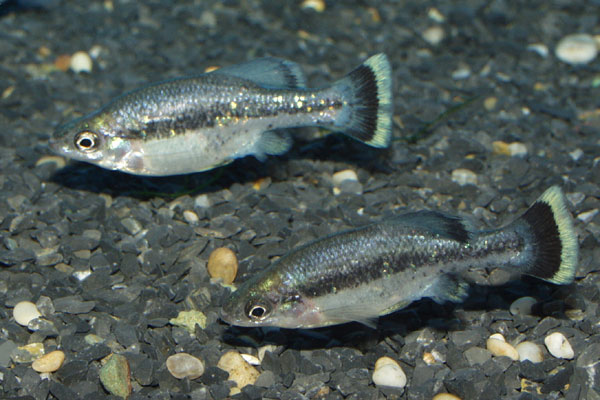 Two male butterfly Goodeids