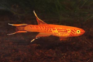 Aphyosemion australe - Cape Lopez lyretail, Lyretailed killifish - The 