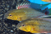 Apistogramma hongsloi