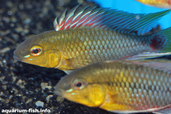 Tank bred individuals are invariably more colourful than wild-caught specimens