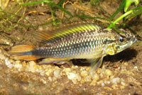 Apistogramma agassizii