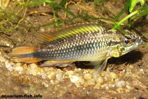 Apistogramma agassizii - Agassiz