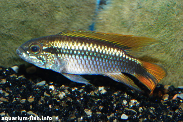 A male Apistogramma aggassizii