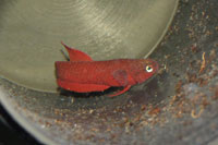 Betta Rutilans is a small red anabantid from Borneo