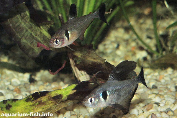 Like most characins, Black Phantoms enjoy livefoods, such as frozen bloodworm. This picture highlights the differences between male (foreground) and female (background). Note the redder fins and body of the female, and the rounder belly. Also the significantly larger fins of the male