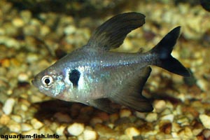 Megalomphodus megalopterus - Black Phantom Tetra - An aquarium favourite, <I>Megalomphodus megalopterus</I> is most at home in a planted Amazon-style tank