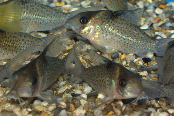 A group of blue-spotted cory cats