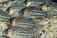 Corydoras schwartzi