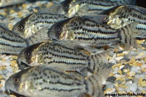 Corydoras schwartzi - Schwartz