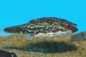 Carinotetraodon irrubesco - Red-tailed puffer, Red-eyed pufferfish - A female red-eye / red-tail pufferfish