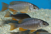 Copadichromis borleyi