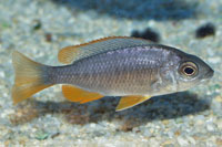 Copadichromis borleyi