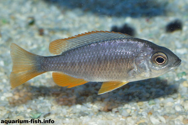 A female <I>Copadichromis borleyi</I>.  from Kadango, Malawi