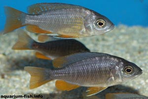 Copadichromis borleyi -  - A young pair of <I>Copadichromis borleyi</I>. The male (top) will develop far more intense colours: a yellow/orange body with a blue head, whilst the female (below) can be almost black