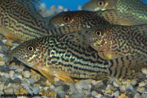 Corydoras haraldschultzi - Mosaic corydoras - Corydoras haraldschultzi