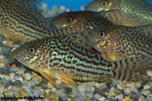 Corydoras haraldschultzi