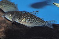 Corydoras sodalis