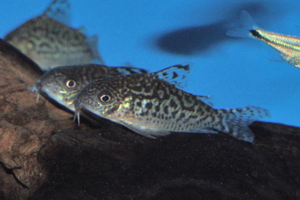 <i>C. sodalis</i> is often confused with the Network Cory, <i>C. reticulatus</i>