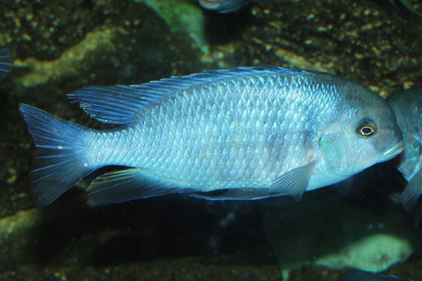The nuchal hump and snout like mouth give this fish a dolphin-like appearance