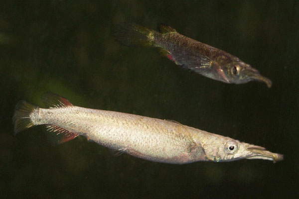 The female halfbeak (foreground) is noticeably larger than the male, and also paler in coloration