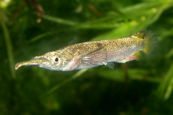 Dermogenys pusillus male.