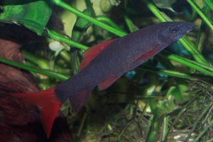 Epalzeorhynchos frenatum - Red-fin shark - The red-fin shark is also known as the rainbow shark, and ruby shark