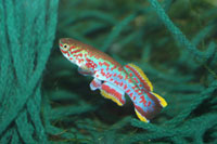 Many killifish, like this Fundulopanchax gardneri nigerianus Makurdi are breed with spawning mops