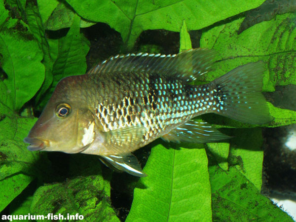 Notice the orange patches in the corner of its mouth; an attempt to mimic eggs during spawning.