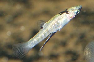 Girardinus metallicus - Metallic livebearer - A male metalic livebearer.