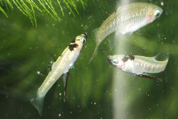 Female metalic livebearers are considerably bigger than males.