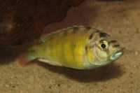 Haplochromis obliquidens