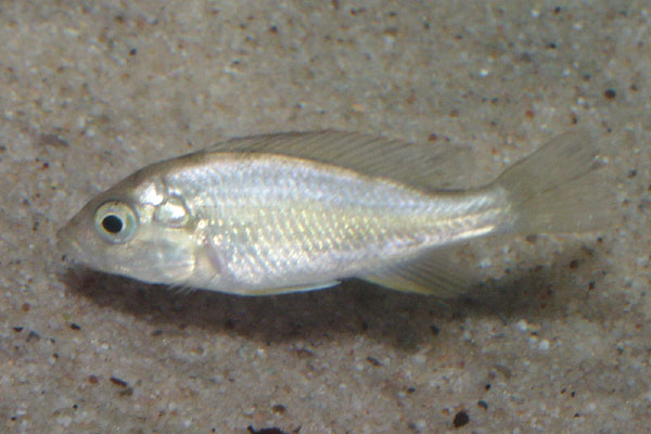 The female, pictured here, has none of the colour of the male