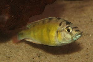 Haplochromis obliquidens -  - CH44. Lake Victoria cichlids are on the brink of extinction, due to the introduction of the highly predatory Nile perch