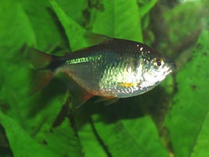 Hemigrammus caudovittatus - Buenos Aires Tetra - This species is a voracious plant eater, however it will not eat Java fern.