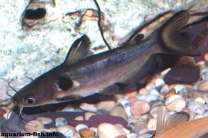 Horabagrus nigricollaris  - Black collared catfish - Nigricollaris literally means black collar