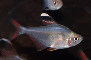 Hyphessobrycon bentosi - Ornate tetra, White-tipped tetra, Bentos tetra, False rosy tetra - Hyphessobrycon bentosi