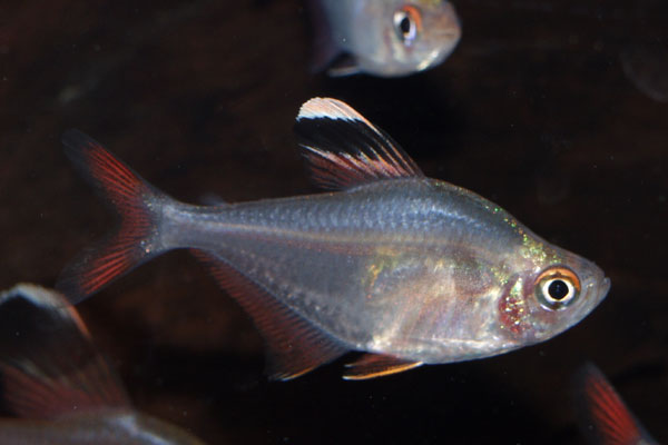 Hyphessobrycon bentosi