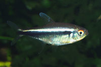 Hyphessobrycon herbertaxelrodi