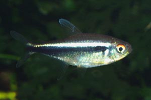 Hyphessobrycon herbertaxelrodi - Black Neon Tetra - The black neon tetra is a great community fish