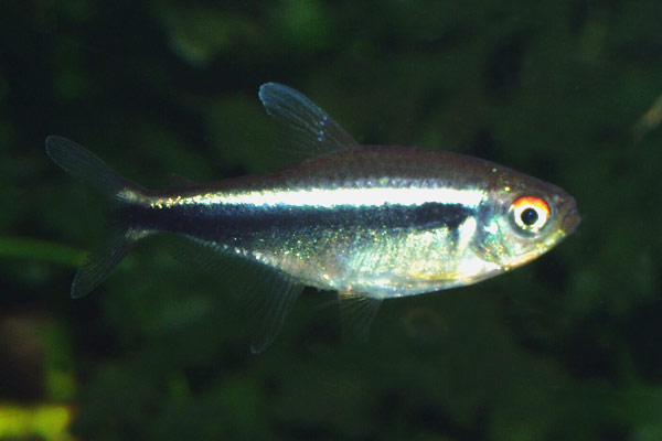 The black neon tetra is a great community fish