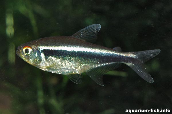 The colouration of the sexes is similar, however female fish are deeper bodied than the males