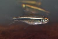 Hyphessobrycon herbertaxelrodi