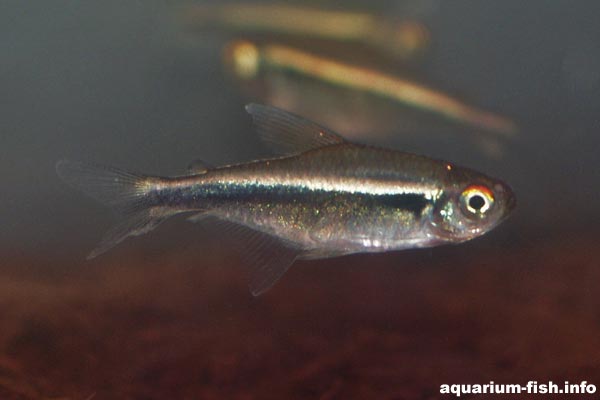 The Black Neon Tetra prefers a darker tank, with shading from floating plants and a dark substrate