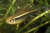 Hyphessobrycon herbertaxelrodi