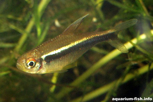 Like all tetras, this species needs to be kept as part of a shoal of at least 6-8 fish