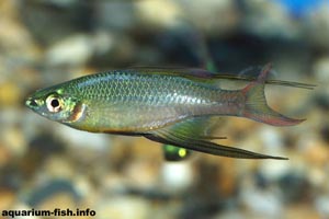 Iriatherina werneri - Threadfin rainbowfish - The threadfin rainbow fish is a magnificent, but delicate species from slow moving waters in New Guinea